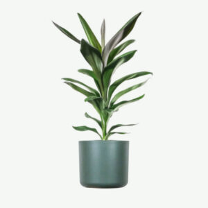 plants ecommerce product featured img 20